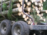 Dėl medienos gabenimo polaidžio metu